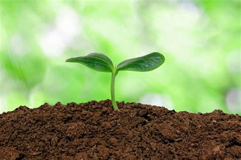 How To Make Perfect Soil For Plants